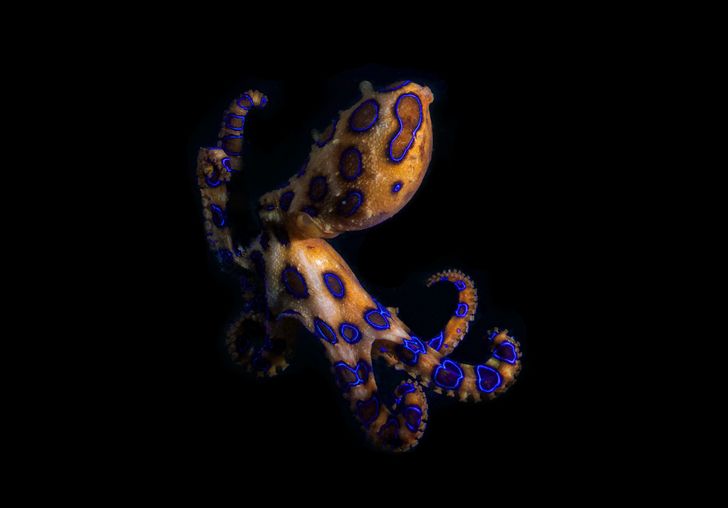 Ikkyu octopus